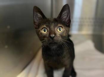 Juke Box Hero -  Domestic Short Hair Cat for Adoption in Newberg, Oregon - Juke Box Hero | PetCurious