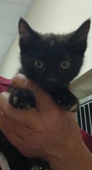 Rescue Domestic Medium Hair Cats for Adoption in Apple Valley, California - Ella | PetCurious