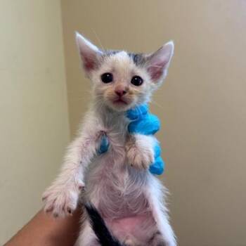 Domestic Short Hair Cats Available for Adoption in Pasadena, California - Monkey | PetCurious