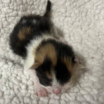 Domestic Short Hair Cats Available for Adoption in Washington, District Of Columbia - The Spring Litter - Daisy | PetCurious