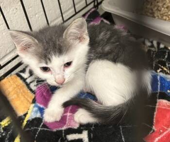 Rescue Domestic Short Hair Cats for Adoption in Anderson, Indiana - Kristina | PetCurious