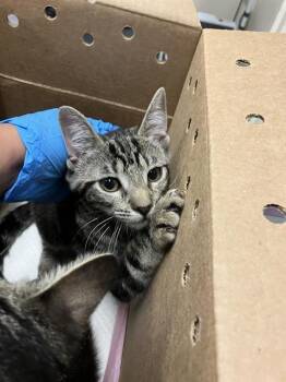 Domestic Short Hair Cats Available for Adoption in Long Beach, California - BUDGIE | PetCurious