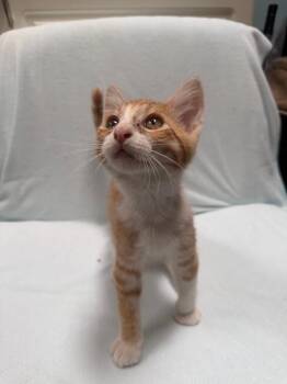 Pumpkin -  Domestic Short Hair Cat for Adoption in Oceanside, California - Pumpkin | PetCurious