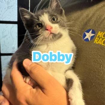 Dobby -  Domestic Short Hair Cat for Adoption in Huntington, West Virginia - Dobby | PetCurious