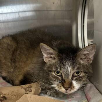 Ghost -  Domestic Medium Hair Cat for Adoption in Des Moines, Iowa - Ghost | PetCurious