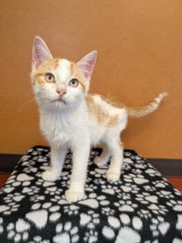 Fred -  Domestic Short Hair Cat for Adoption in Rochester, Minnesota - Fred | PetCurious