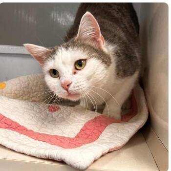 Domestic Short Hair Cats Available for Adoption - Kimora | PetCurious