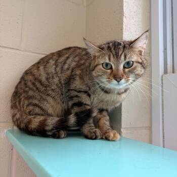 Domestic Short Hair Cats Available for Adoption in Franklin, North Carolina - Brie | PetCurious