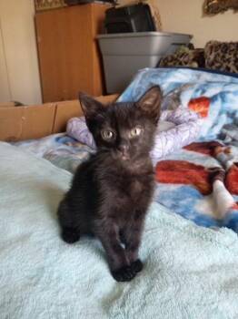 Jinxy -  Domestic Short Hair Cat for Adoption in San Antonio, Texas - Jinxy | PetCurious