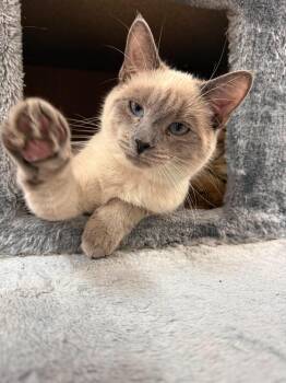 Pebbles -  Siamese Cat for Adoption - Pebbles | PetCurious