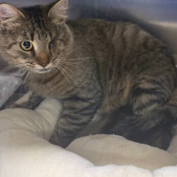 Rescue Domestic Medium Hair Cats for Adoption in Pauls Valley, Oklahoma - Patience | PetCurious