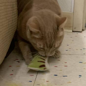 Kitty Kattie -  Domestic Short Hair Cat for Adoption in Buffalo, New York - Kitty Kattie | PetCurious