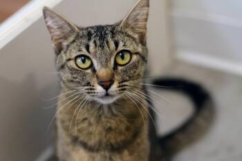 Miss Lavender -  Domestic Short Hair Cat for Adoption in Boise, Idaho - Miss Lavender | PetCurious