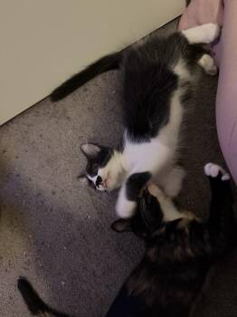 Silvermist -  Domestic Medium Hair Cat for Adoption in Dallas, Texas - Silvermist | PetCurious