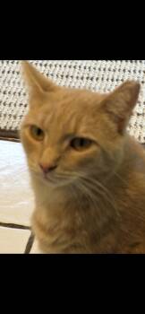 Rescue Domestic Short Hair Cats for Adoption in Reading, Pennsylvania - Jonathan | PetCurious