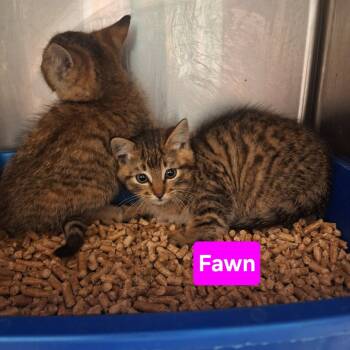 Rescue Domestic Short Hair Cats for Adoption in Madill, Oklahoma - Fawn | PetCurious