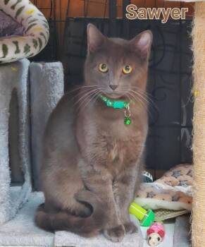 Domestic Short Hair Cats Available for Adoption in Mayfield, New York - Sawyer & Finn | PetCurious