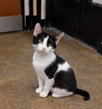 Domestic Short Hair Cats Available for Adoption - Annette Il | PetCurious