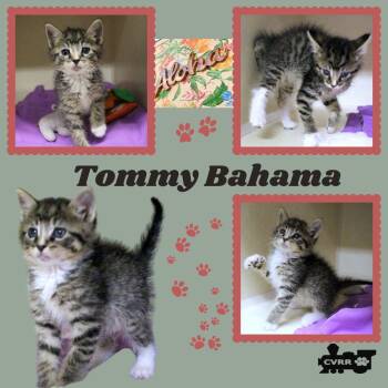 Tommy Bahama (Kitten) -  Domestic Medium Hair Cat for Adoption in Lindsay, California - Tommy Bahama (Kitten) | PetCurious