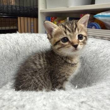 Nemo -  Domestic Short Hair Cat for Adoption in La Grange, Kentucky - Nemo | PetCurious