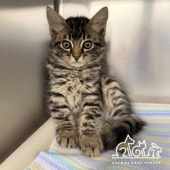 Domestic Short Hair Cats Available for Adoption in Irvine, California - MERCURY | PetCurious