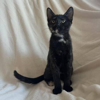 Domestic Short Hair Cats Available for Adoption - Luna | PetCurious
