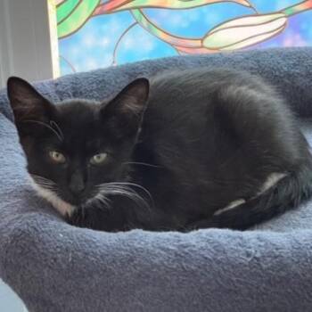 Flirty Gertie -  Domestic Short Hair and Tuxedo Cat for Adoption in Sacramento, California - Flirty Gertie | PetCurious