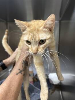 A185533 -  Domestic Short Hair Cat for Adoption in Pasadena, Texas - A185533 | PetCurious