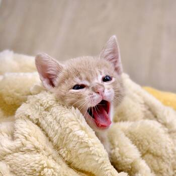 Forever Young 15 -  Domestic Short Hair Cat for Adoption in Austin, Texas - Forever Young 15 | PetCurious