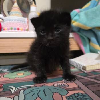 Yakult -  Domestic Medium Hair Cat for Adoption in Westminster, California - Yakult | PetCurious
