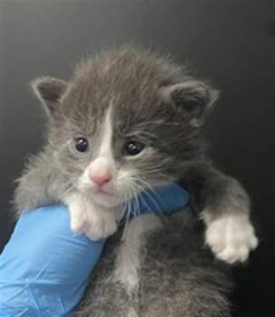 Domestic Short Hair Cats Available for Adoption in San Bernardino, California - KELLY | PetCurious