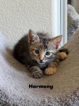 Harmony 5238 -  Domestic Short Hair Cat for Adoption in Bonsall, California - Harmony 5238 | PetCurious