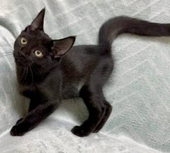 KiKi -  Domestic Short Hair Cat for Adoption in Gary, Indiana - KiKi | PetCurious