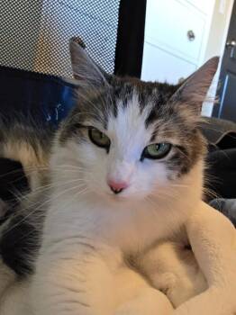 Astrid -  Domestic Long Hair Cat Available for Adoption in Kennewick, Washington - Astrid | PetCurious
