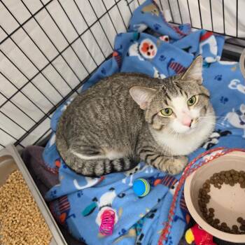 Miracle -  Domestic Short Hair Cat Available for Adoption in Bismarck, North Dakota - Miracle | PetCurious