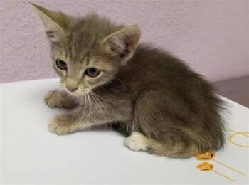 61231553 -  Domestic Long Hair Cat for Adoption in El Paso, Texas - 61231553 | PetCurious