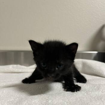 Jacob -  Domestic Short Hair Cat for Adoption in Cody, Wyoming - Jacob | PetCurious