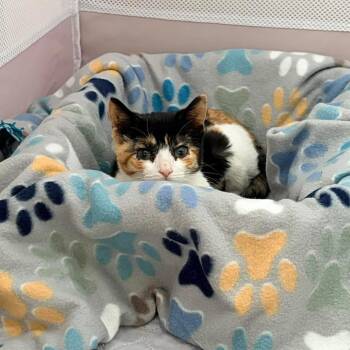 Domestic Short Hair Cats Available for Adoption in Bellmawr, New Jersey - Maybe It