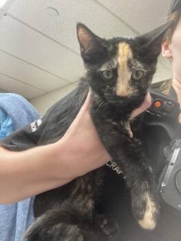 A142612 -  Domestic Short Hair Cat for Adoption in Burbank, California - A142612 | PetCurious