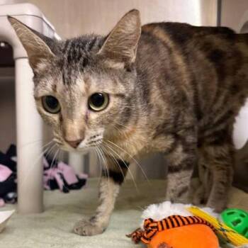 Club Penguin -  Domestic Short Hair Cat for Adoption in Walnut Creek, California - Club Penguin | PetCurious