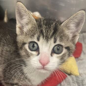 Michael -  Domestic Short Hair Cat for Adoption in West Palm Beach, Florida - Michael | PetCurious