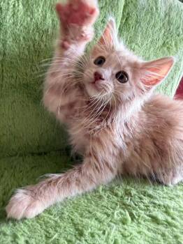 Tang Yuan -  Domestic Medium Hair Cat for Adoption - Tang Yuan | PetCurious