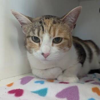 Domestic Short Hair Cats Available for Adoption in Jeffersonville, Indiana - Calista | PetCurious