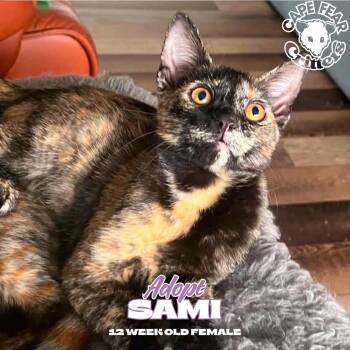 Sami -  Tortoiseshell Cat for Adoption in Wilmington, North Carolina - Sami | PetCurious
