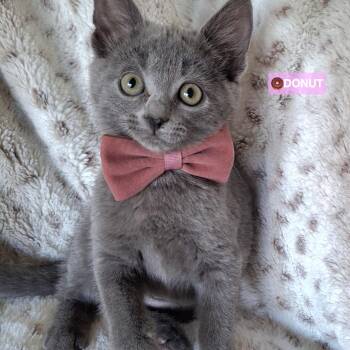 Russian Blue and Domestic Short Hair Cats Available for Adoption in Yorba Linda, California - :::Donut::: | PetCurious