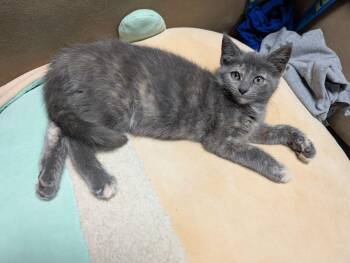Rescue Domestic Short Hair Cats for Adoption in Lake Orion, Michigan - Guava | PetCurious