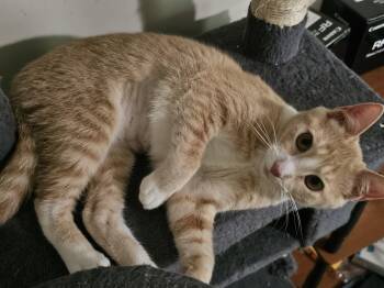 Domestic Short Hair Cats Available for Adoption in Richmond, Virginia - Tink | PetCurious