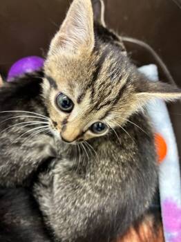 Rescue Domestic Short Hair Cats for Adoption in Hartsville, South Carolina - 25-1642 | PetCurious