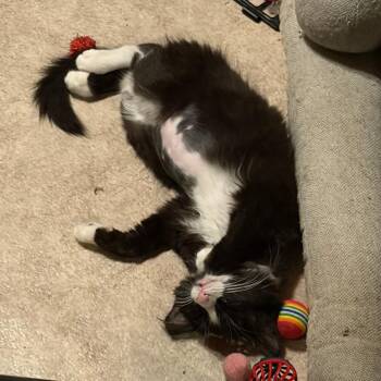 Dove Lichens -  Domestic Long Hair Cat for Adoption in Woodstock, Virginia - Dove Lichens | PetCurious