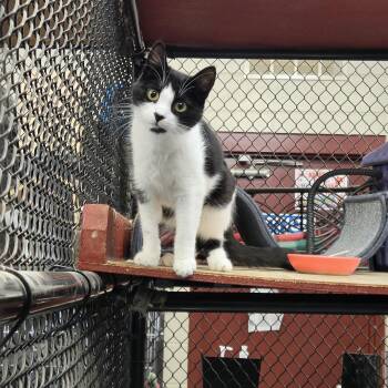 Athena -  Domestic Short Hair Cat for Adoption in Old Bridge, New Jersey - Athena | PetCurious